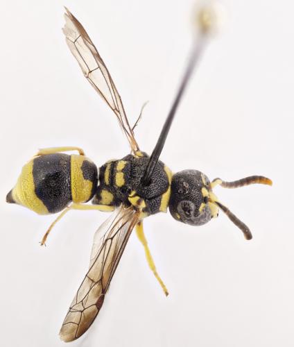 Ancistrocerus auctus